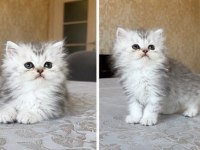 British longhair dişi