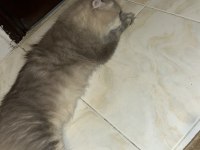 BRİTİSH LONGHAİR EKSİKSİZ DİŞİ