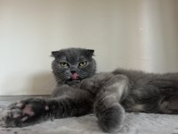 8 haziran doğumlu scottish fold