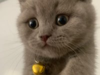 Yakışıklı Yavru British Shorthair