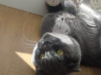 Dişi scottish fold