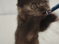 Exotic shorthair dişi yavrumuz Trakya geneli sahiplendirme