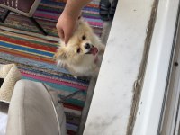 Köpeğimin aşıları tamdır