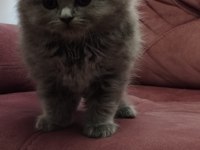 Koca Kafalı British Shorthair Yavruları