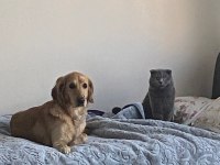 Çok acil sahiplenmek istiyorum golden retriever