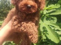 Toy poodle erkek yavru