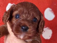 Toy Poodle Ayarında Cavapo Erkek Bebekler