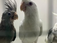 ERKUT PETTEN ALBİNO VE Wİ-Fİ YAVRU SULTAN PAPAĞANI