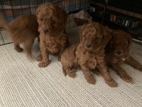 Toy poodle 28/09/2024 doğumlu