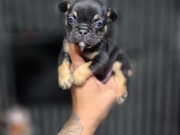 EXOTİC MÜKEMMEL KALİTE FRENCH BULLDOG YAVRULARİM