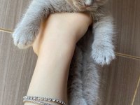 Lilac Scottish sıfır kulak kalite scottish fold