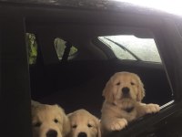 Golden Retriever Yavrular İstenirse Kapınıza Teslim