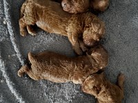 POODLE SAĞLIKLI YAVRULARIM