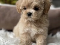 Teacup maltipoo yavrular