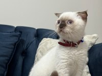 Scottish fold çikolata point