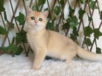 British Shorthair Golden NY12 Dişi