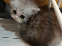 BRİTİSH YAVRULARIMIZ açıklamayı okuyunuz