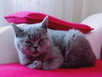 5 aylık safkan dişi british shorthair