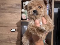 Maltipoo köpeği yavrularımız