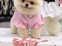 TEDDY FACE AYI SURAT YAPISINA SAHİP POMERANİAN KIZIMIZ