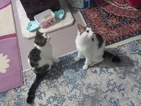 Ev kedisi 2 tane 9 aylık