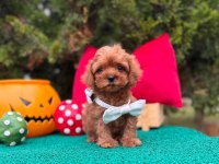 Maltipoo Mini Sevimli Bebeklerimiz