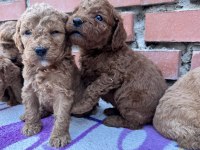 RED BROWN TOY POODLE BEBEKLER