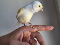 Malinua Cinsi Dişi Kanarya Sahiplendirilecektir