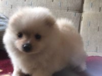 Orjinal Kendi Dişi Yavrumuz Pomeranian