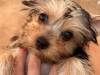 Teacup yorkshire terrier