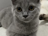 3 aylık erkek british shorthair
