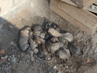 Dev Irk Anadolu Çoban Köpeği