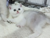 Safkan Dik Ve Düşük Kulak Kedilerimiz Catteryden