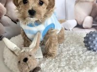 A KALİTE MALTİPOO YAVRULARIMIZ