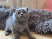 A kalite british shorthair yavrular yeni sahiplerini arıyor