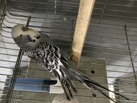 Jumbo çift altında yumurtaları ile birlikte muhabbet kuşu