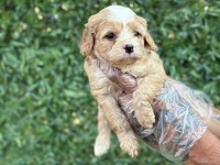 Cavapoo Yavrularım