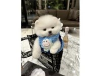 Pomeranian Yavrularımız
