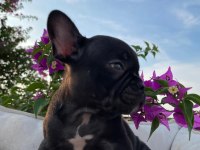 Uygun puanlı french bulldog