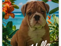 TUVALET EĞİTİMLİ İNGİLİZ BULLDOG YAVRUMUZ