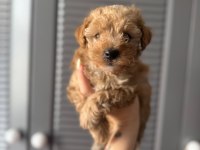 SEVİMLİ MALTİPOO YAVRULARIMIZ