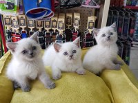 Ruhsatlı İşletmeden Taksit Avantajıyla British Shorthair