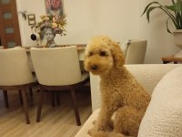 Sahibinden 7 aylık erkek toy poodle