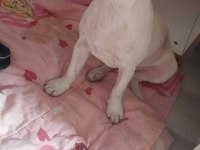 ÜCRETSİZ SAHİPLENDİRİLECEK FRENCH BULLDOG AÇIKLAMAYA BAKIN
