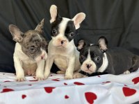 Fransız Bulldog Yavrularımız