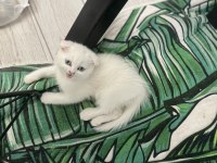 4 aylık dişi scottish fold