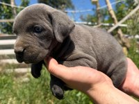 Cane corso yavrular ırk sağlık garantili