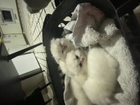 Scottish fold yavrular çok tatlı