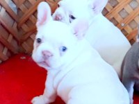 MÜKEMMEL LİLAC TAN PLATİNUM FRENCH BULLDOG YAVRULAR