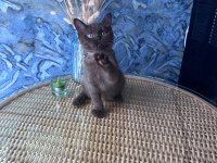 British shorthair nadir bulunan chocolate erkek yavru